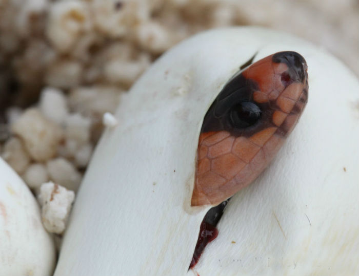 Honduran Milk Snake